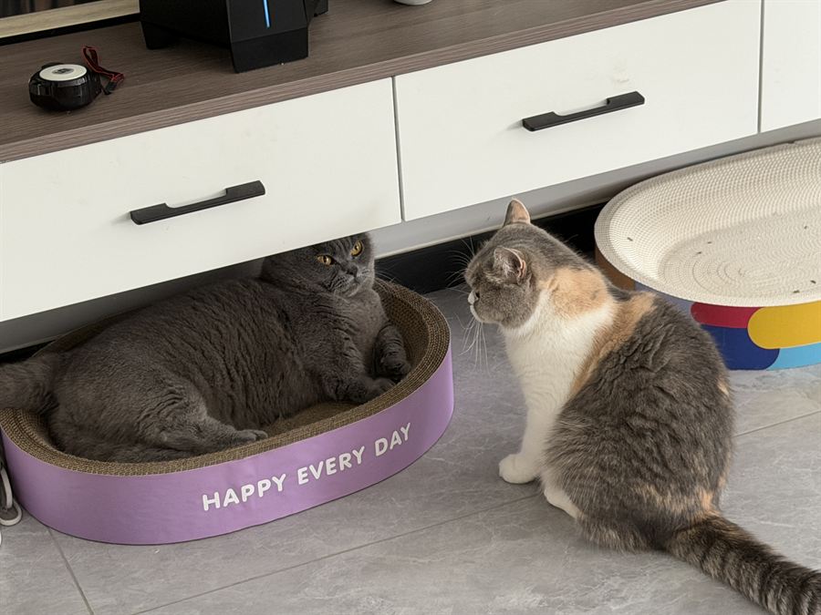 月饼躺在猫窝里，咪咪站在旁边